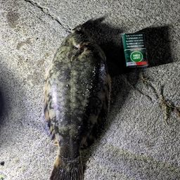 クロガシラガレイ