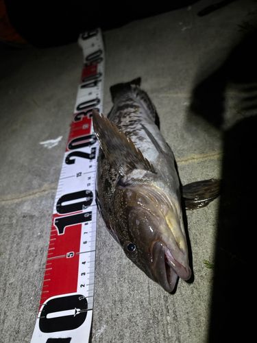 アイナメの釣果