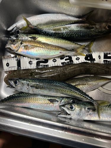 マゴチの釣果