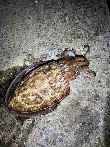 コウイカの釣果