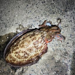 コウイカ