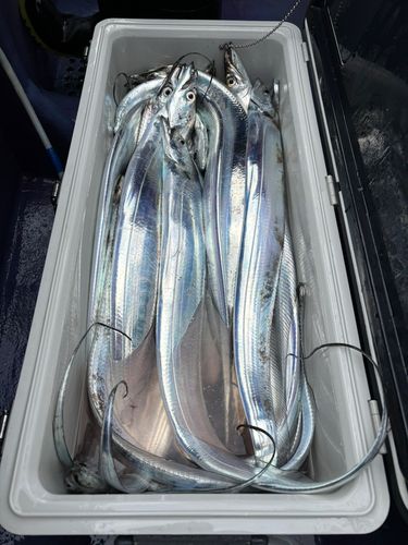 タチウオの釣果