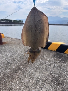 モンゴウイカの釣果