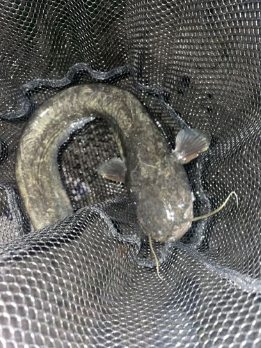 ニホンナマズの釣果