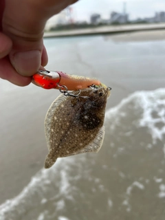 ソゲの釣果