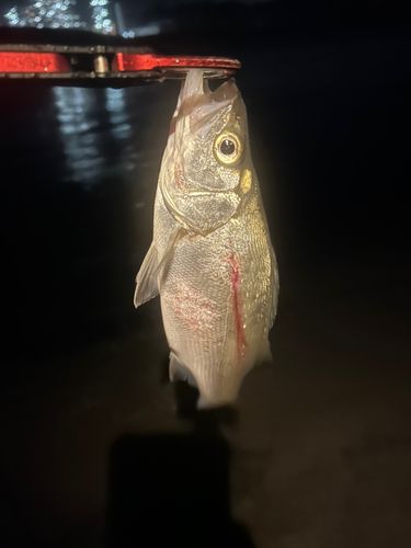 セイゴ（ヒラスズキ）の釣果