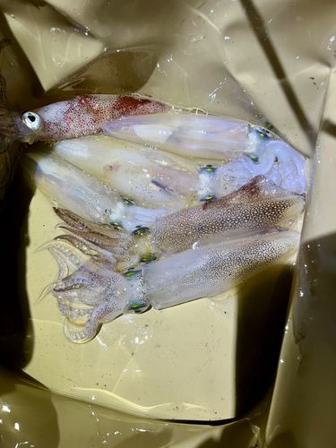 マメイカの釣果