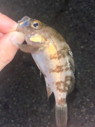 シロメバルの釣果