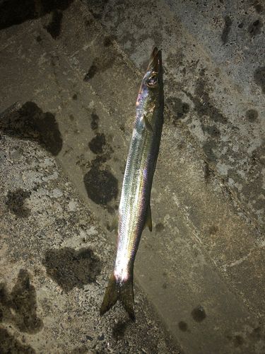 カマスの釣果