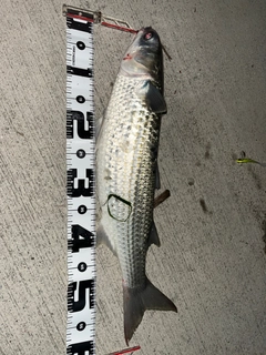 ボラの釣果