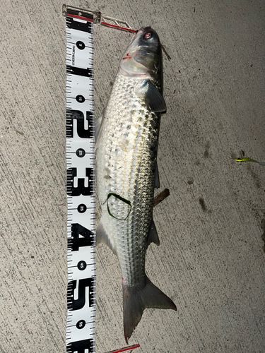 ボラの釣果