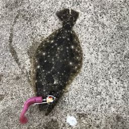 ソゲ