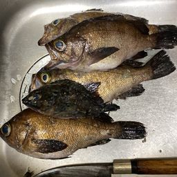 クロメバル