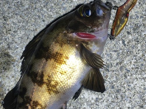 メバルの釣果