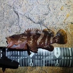 アコウの釣果