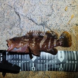 アコウ