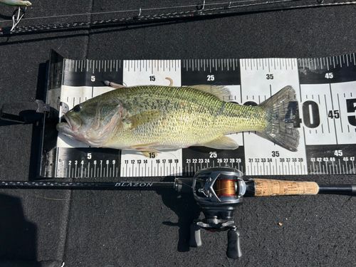 ブラックバスの釣果