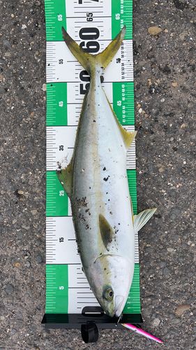 ヒラマサの釣果