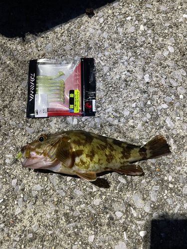 カサゴの釣果