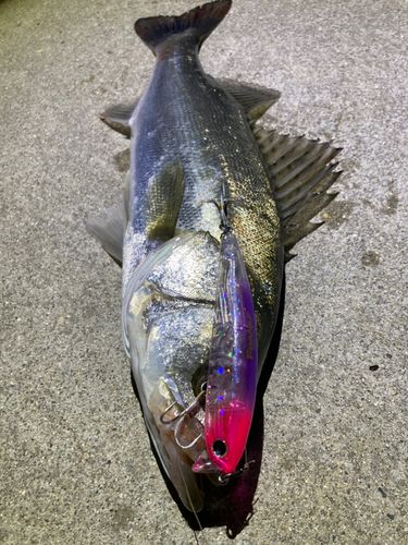 セイゴ（マルスズキ）の釣果