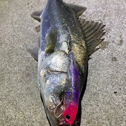 セイゴ（マルスズキ）