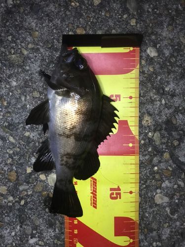 メバルの釣果