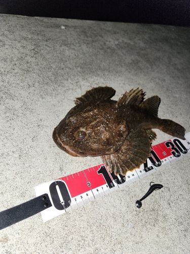カジカの釣果