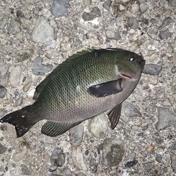グレ