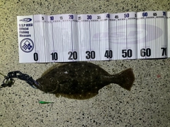 ヒラメの釣果