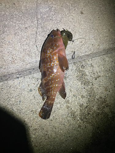 キジハタの釣果
