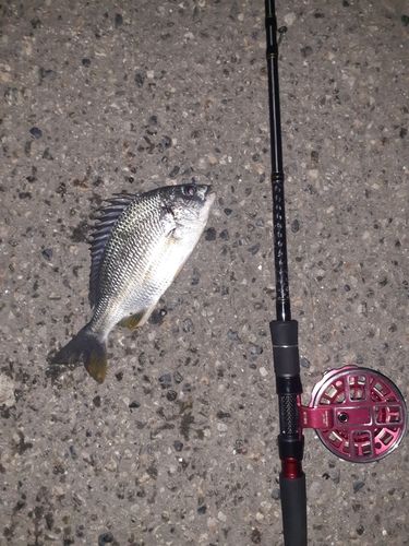 キビレの釣果