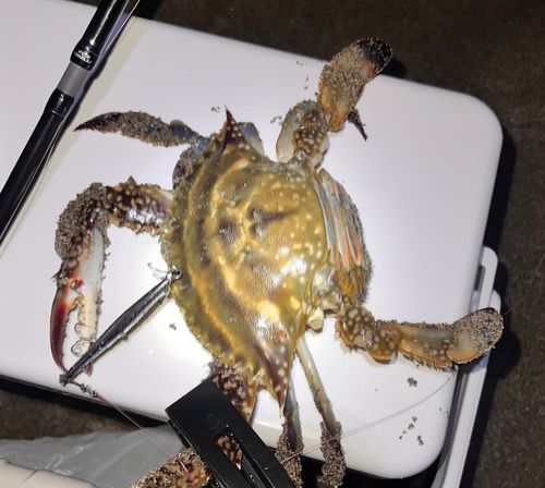 タイワンガザミ