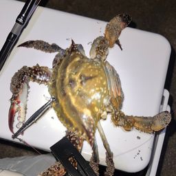 タイワンガザミ