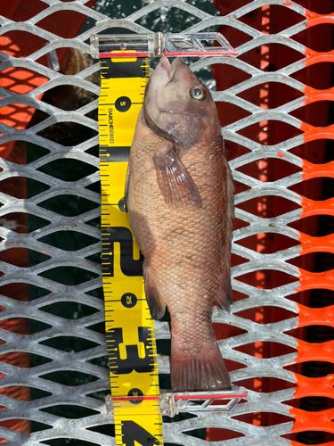 カンダイの釣果