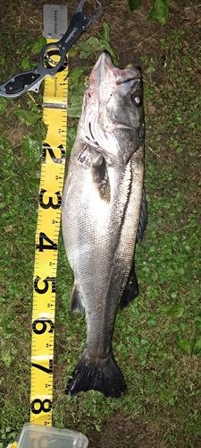 スズキの釣果
