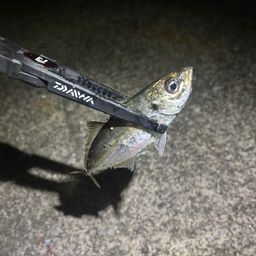 アジ