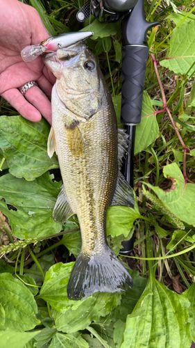 ラージマウスバスの釣果