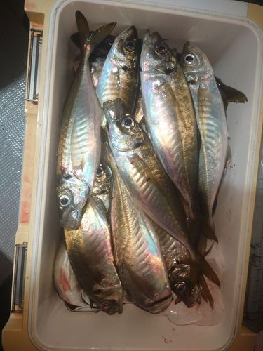 マアジの釣果