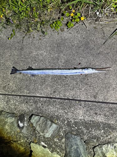 ダツの釣果