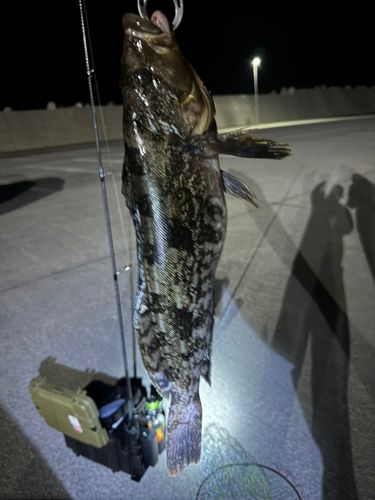 アブラコの釣果