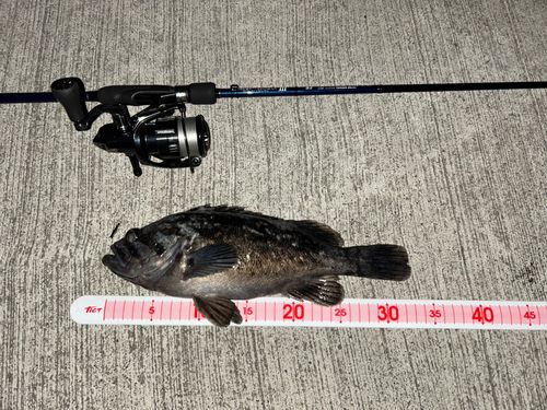 クロソイの釣果