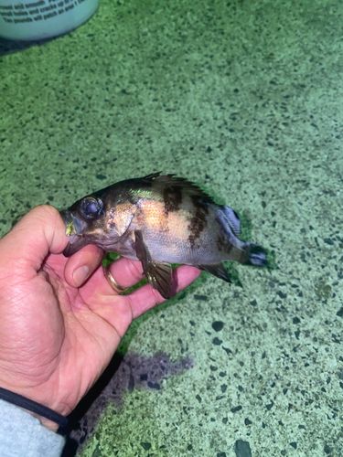 メバルの釣果