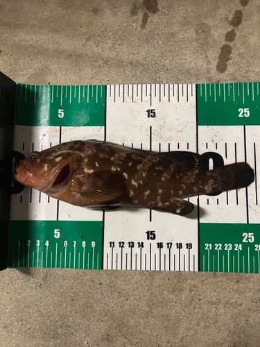 キジハタの釣果