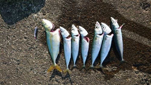 サバの釣果
