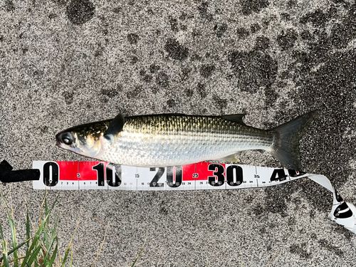 ボラの釣果