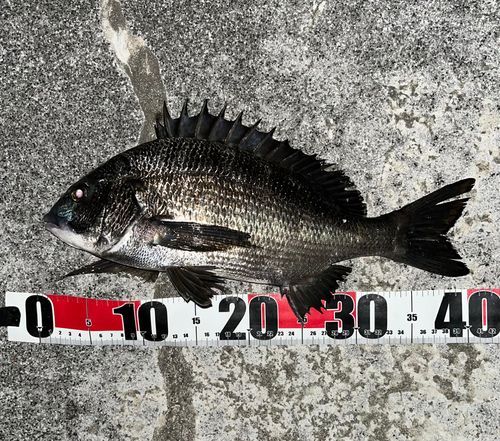 チヌの釣果