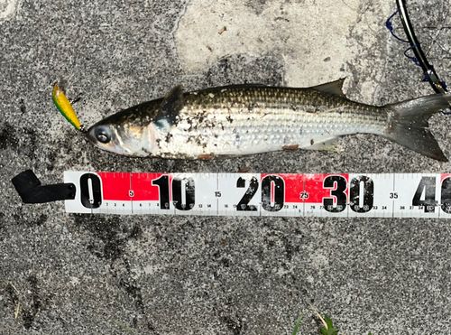 ボラの釣果