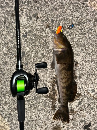 アイナメの釣果