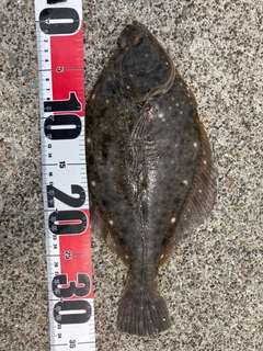 イシガレイの釣果