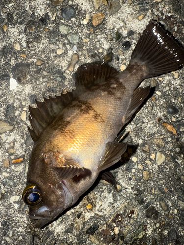 メバルの釣果